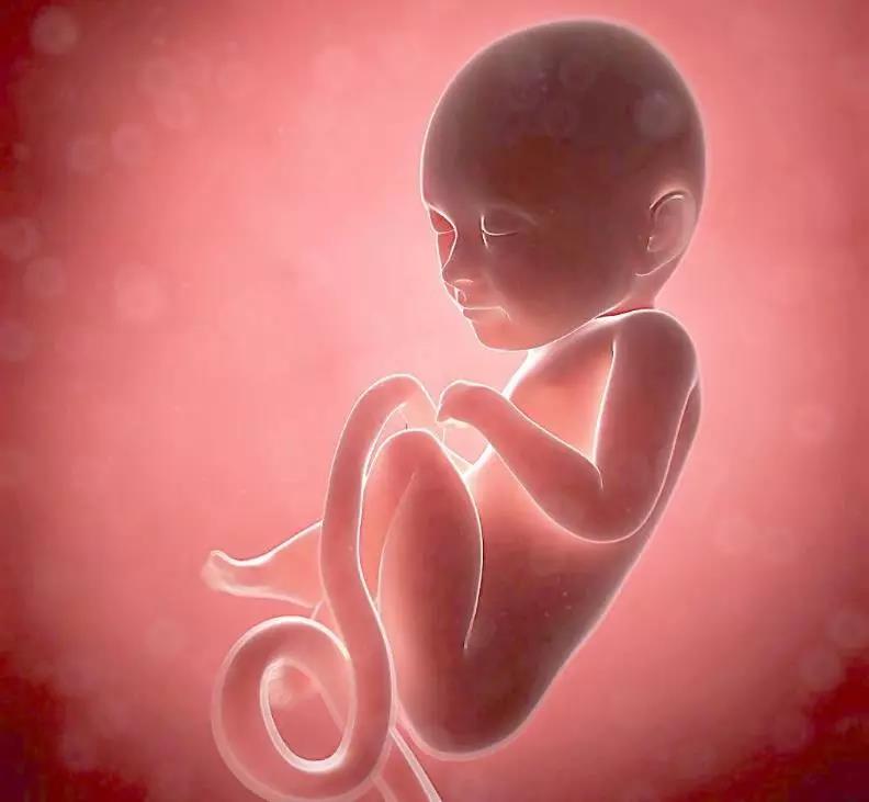 胎兒親子鑒定如何確認遺傳意義上的父親?